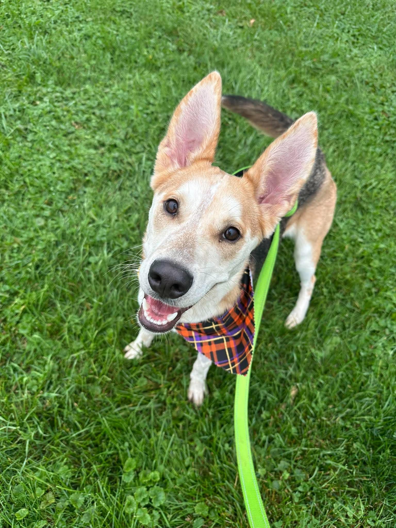 Enlarge Flora, a Adoptable mixed breed in Valparaiso, IN image 3/3