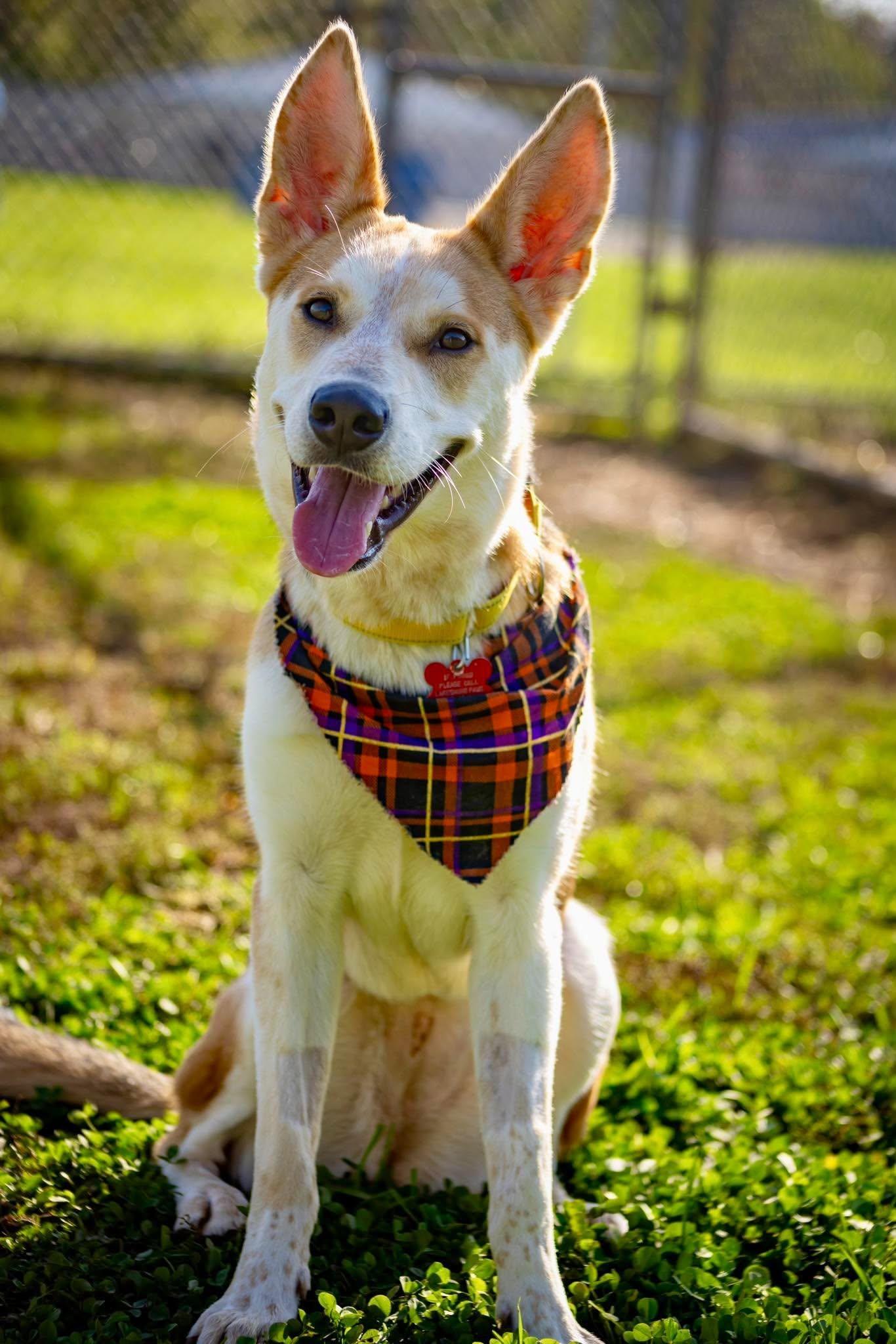 Flora, Adoptable, Young Female Shepherd.