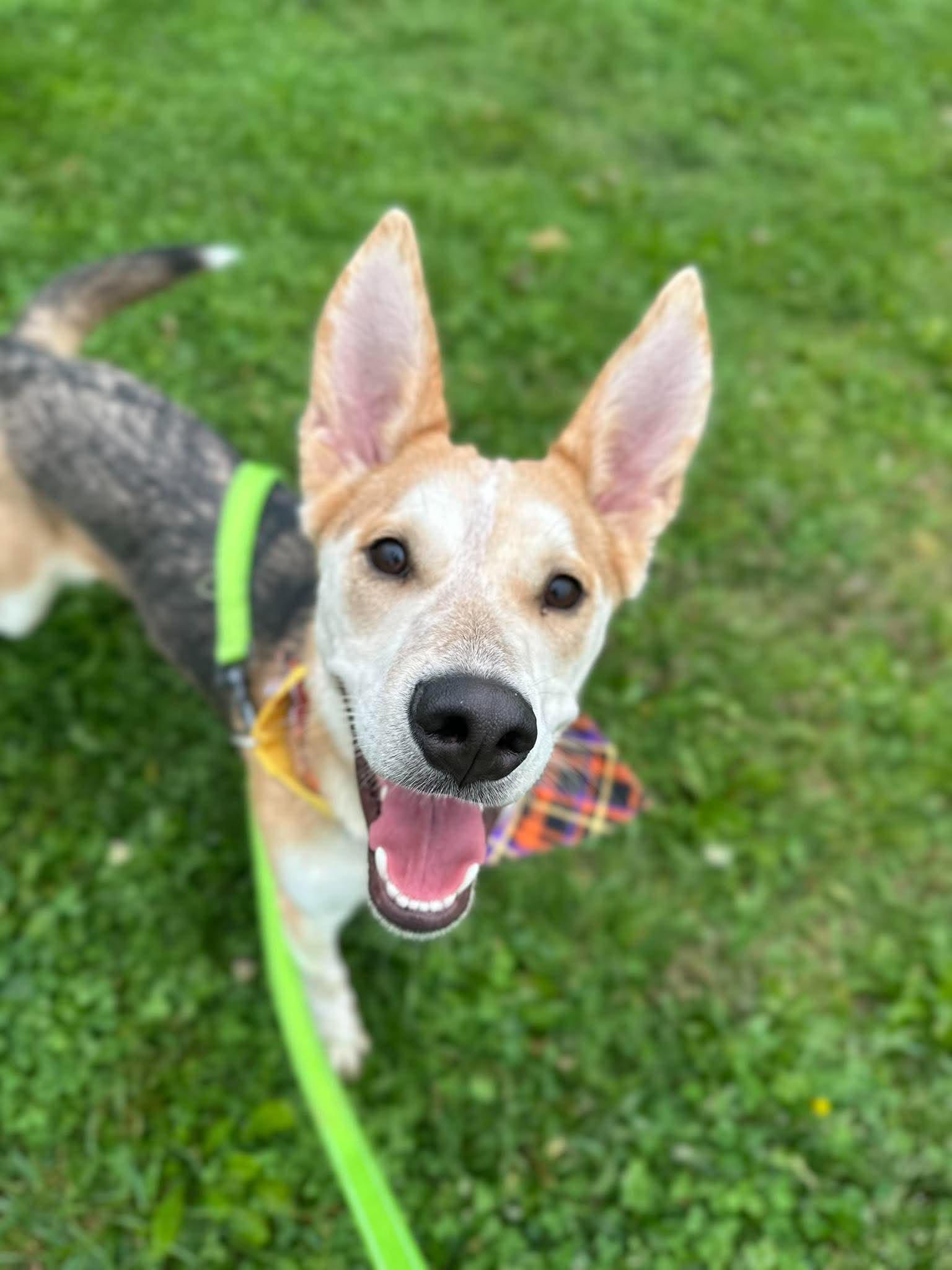 Flora, Adoptable, Young Female Shepherd.
