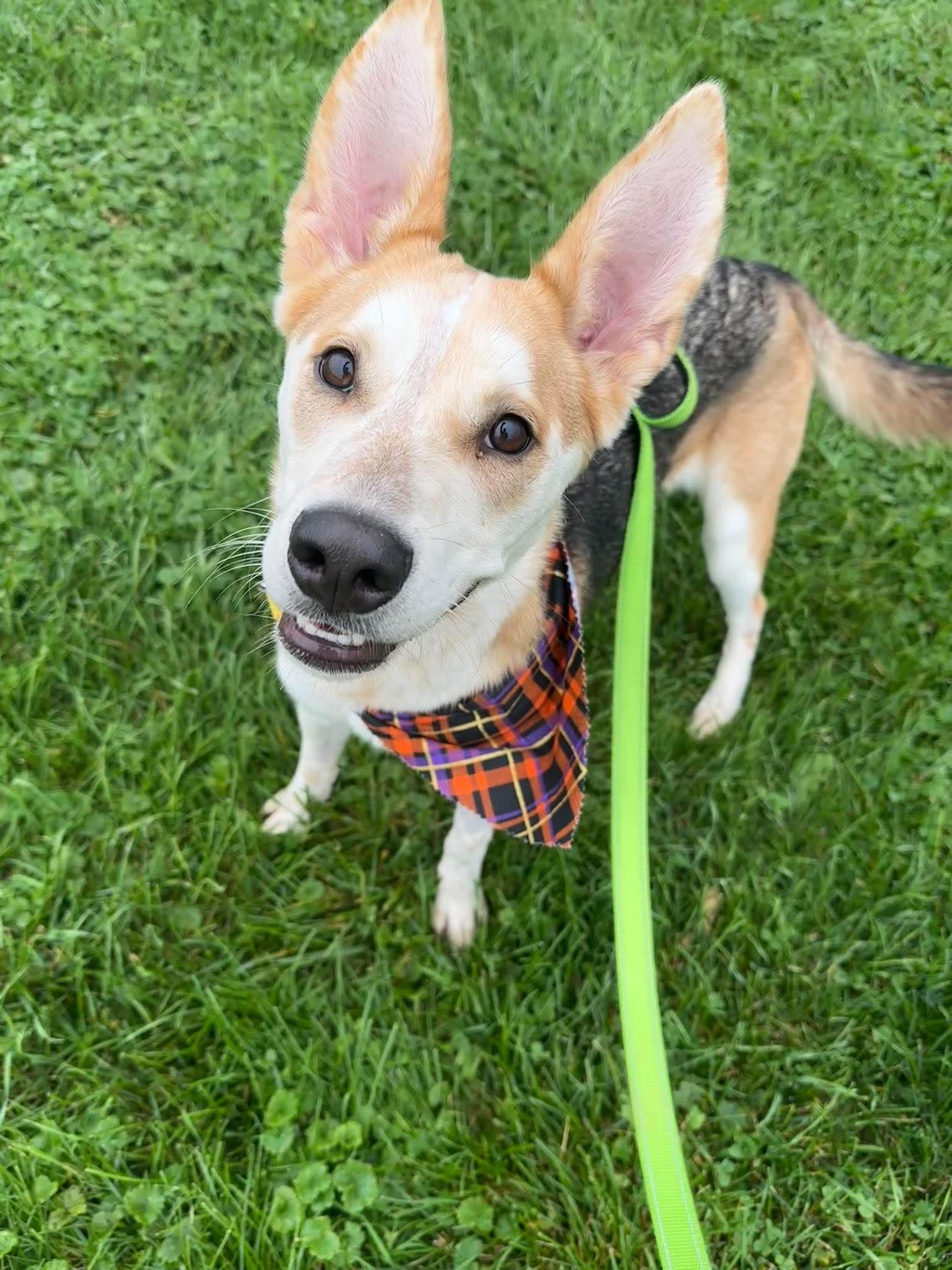 Enlarge Flora, a Adoptable mixed breed in Valparaiso, IN image 2/3