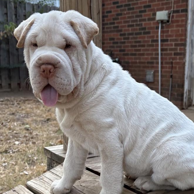 Juliette, Adoptable, Puppy Female Shar-Pei.
