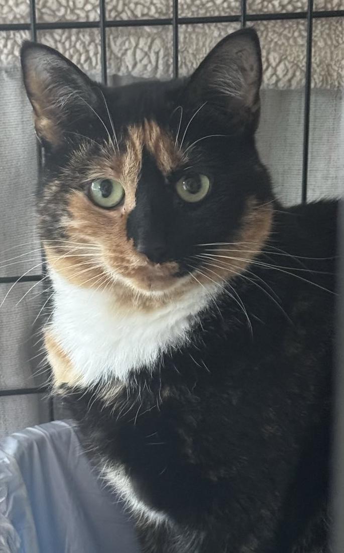 Enlarge Grace, a Adoptable Calico in Suffolk, VA image 1/1