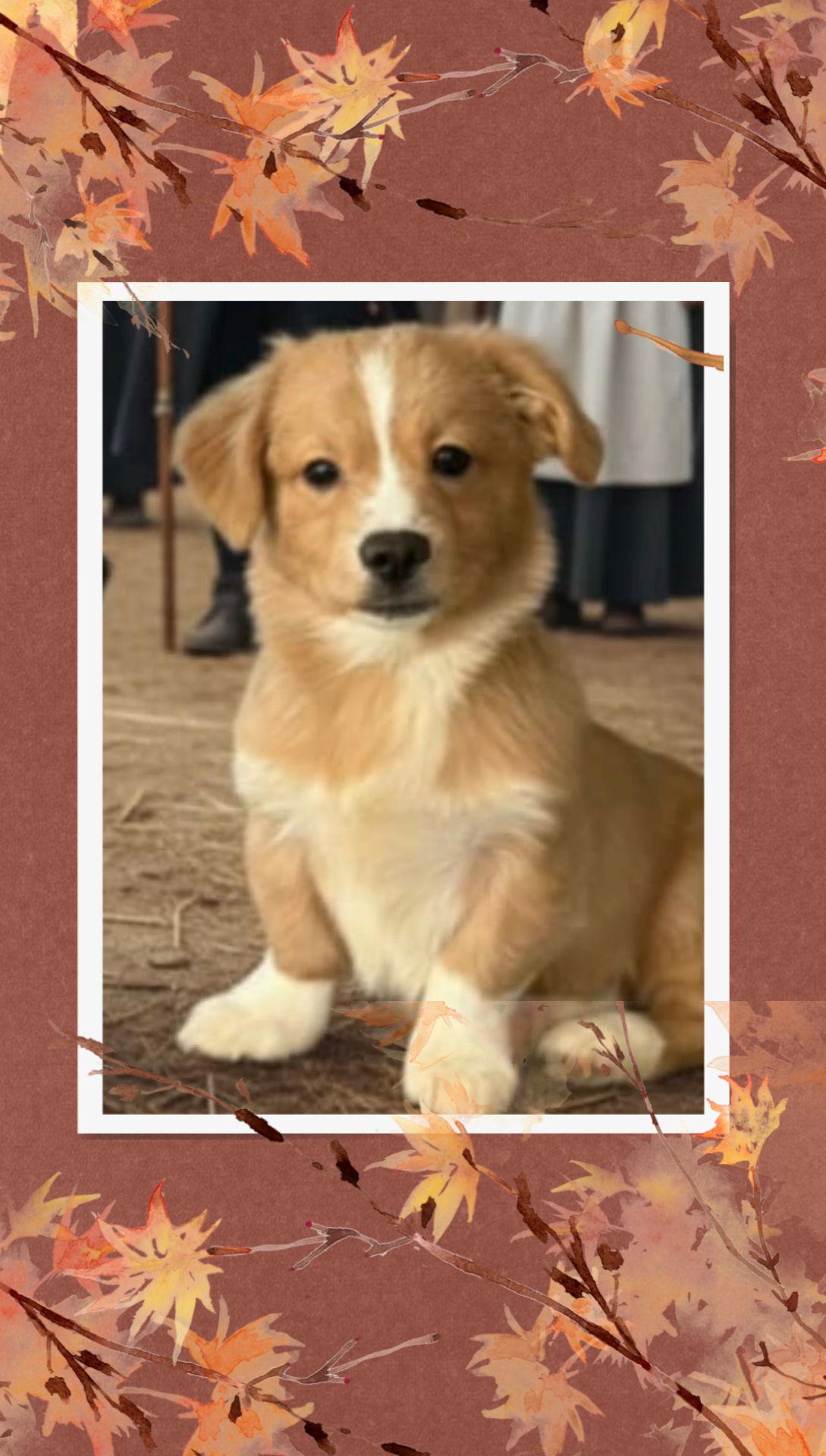 Enlarge Teddy/Vernon, a Adopted Corgi in Walnutport, PA image 1/1