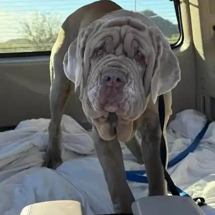 Enlarge Opal, an adopted Neapolitan Mastiff in Mesa, AZ image 2/3