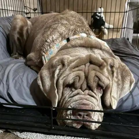 Opal, adopted, Adult Female Neapolitan Mastiff.