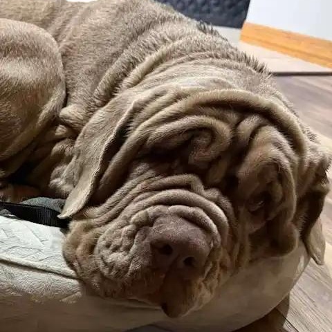 Enlarge Opal, an adopted Neapolitan Mastiff in Mesa, AZ image 3/3