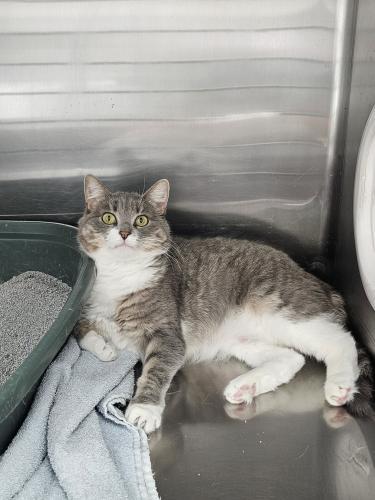 Enlarge Olive and Martini, a Adoptable Domestic Short Hair in Webster, MA image 1/3