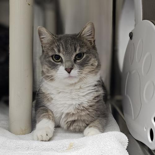 Enlarge Olive and Martini, a Adoptable Domestic Short Hair in Webster, MA image 2/2