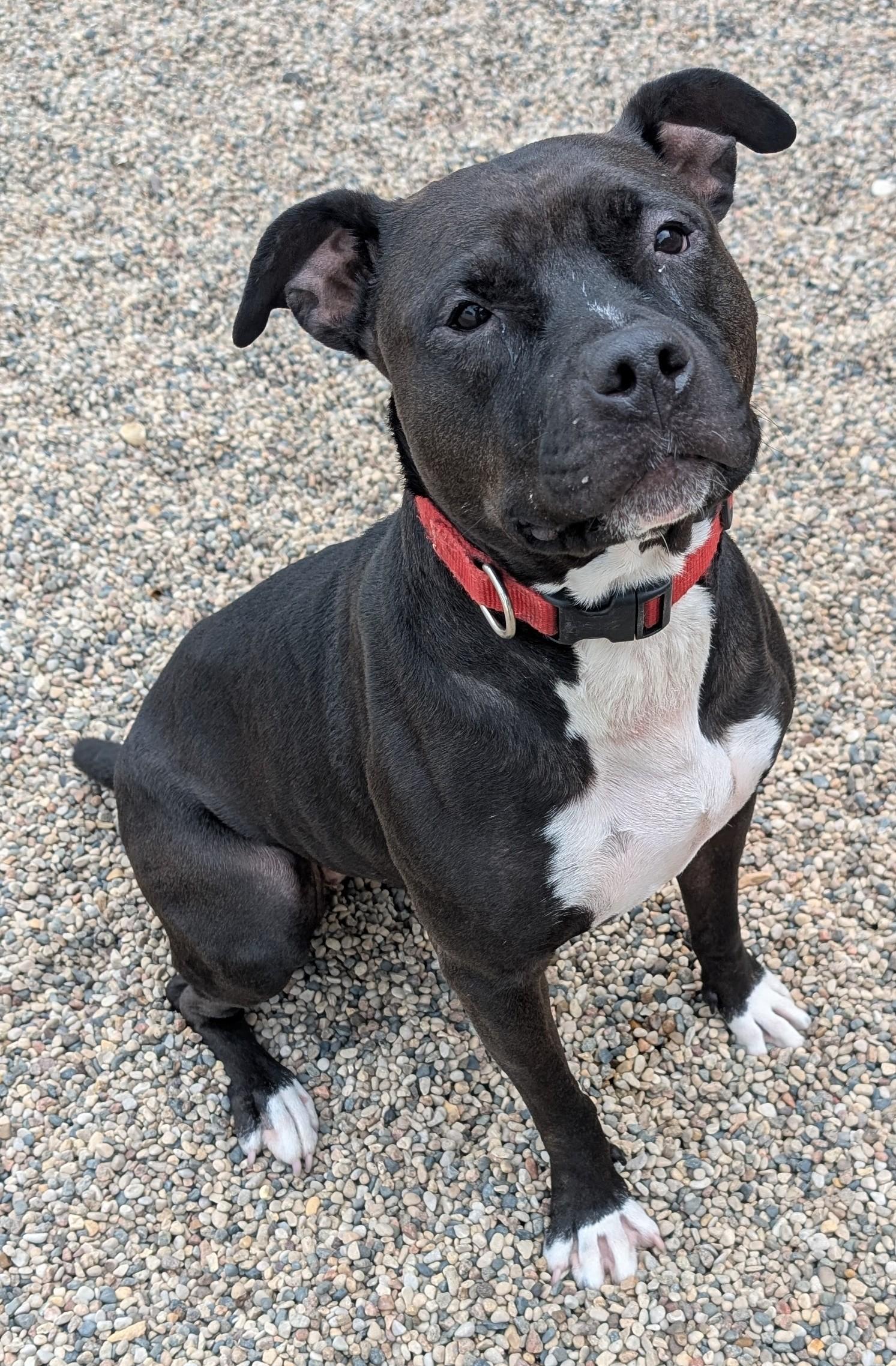 Rose, a Adoptable Pit Bull Terrier in New Ulm, MN image 4/4