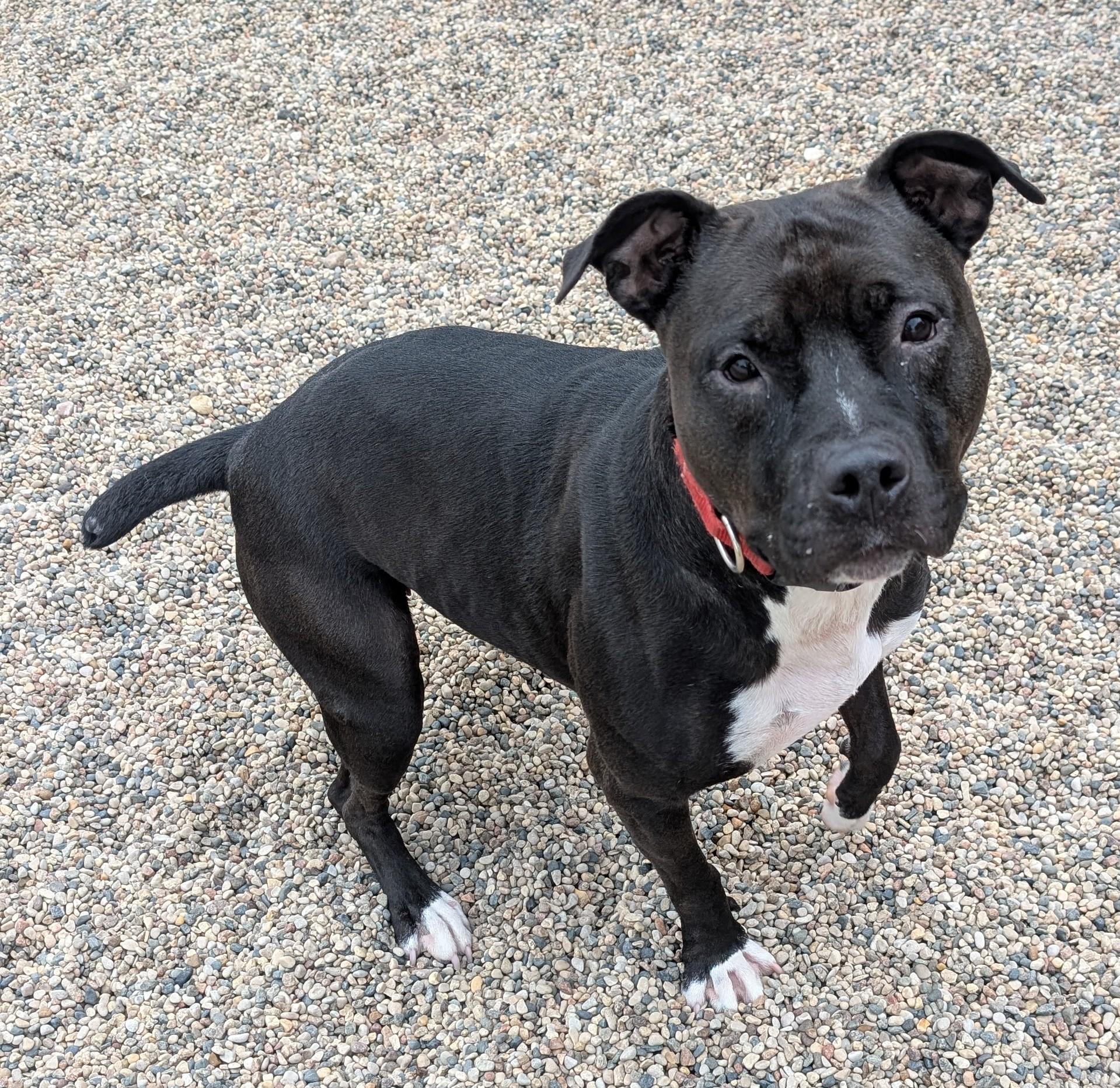 Rose, a Adoptable Pit Bull Terrier in New Ulm, MN image 2/4