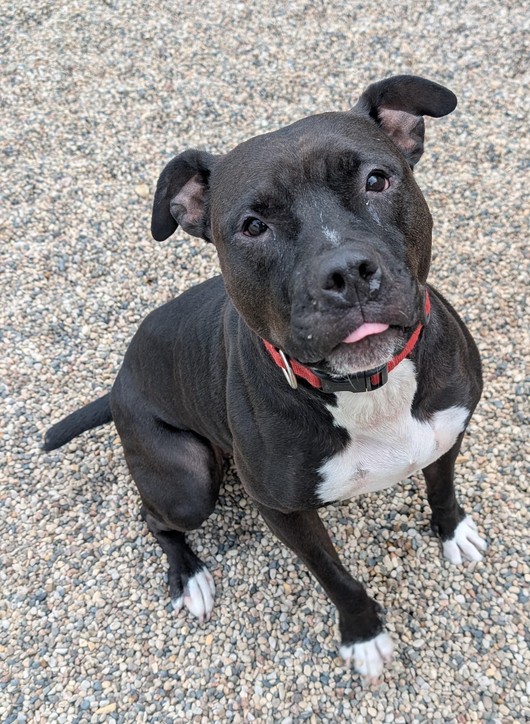 Rose, an adoptable Pit Bull Terrier in New Ulm, MN, 56073 | Photo Image 1