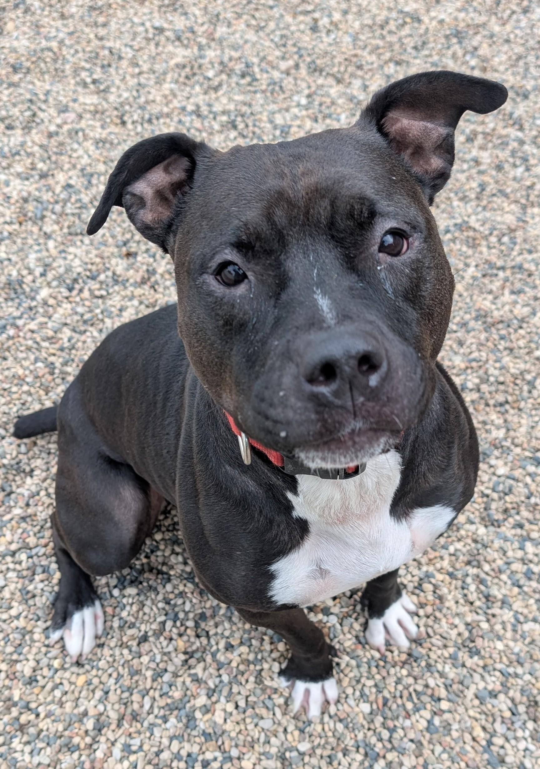 Rose, a Adoptable Pit Bull Terrier in New Ulm, MN image 3/4