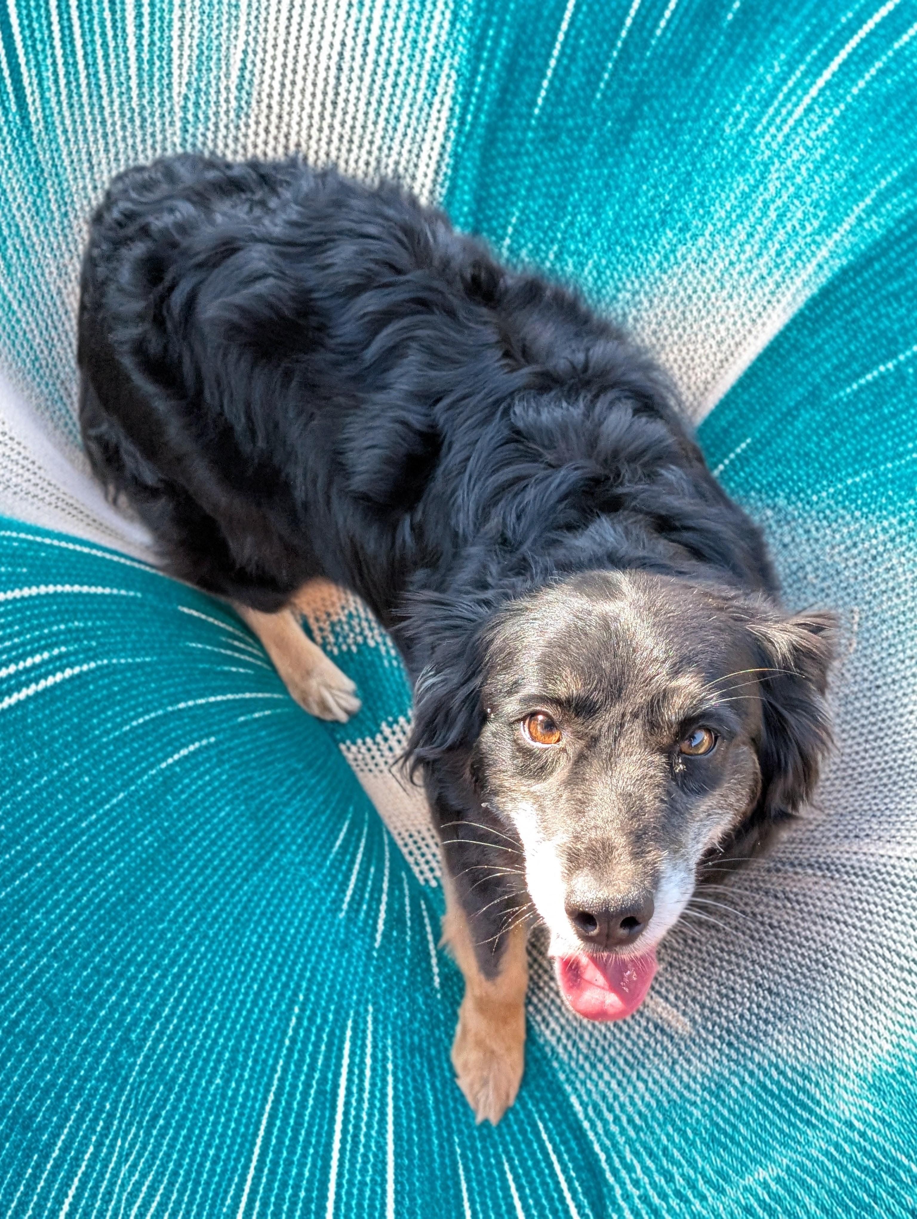 Mavis, a ADOPTABLE Australian Shepherd in COEUR D ALENE, ID image 3/6
