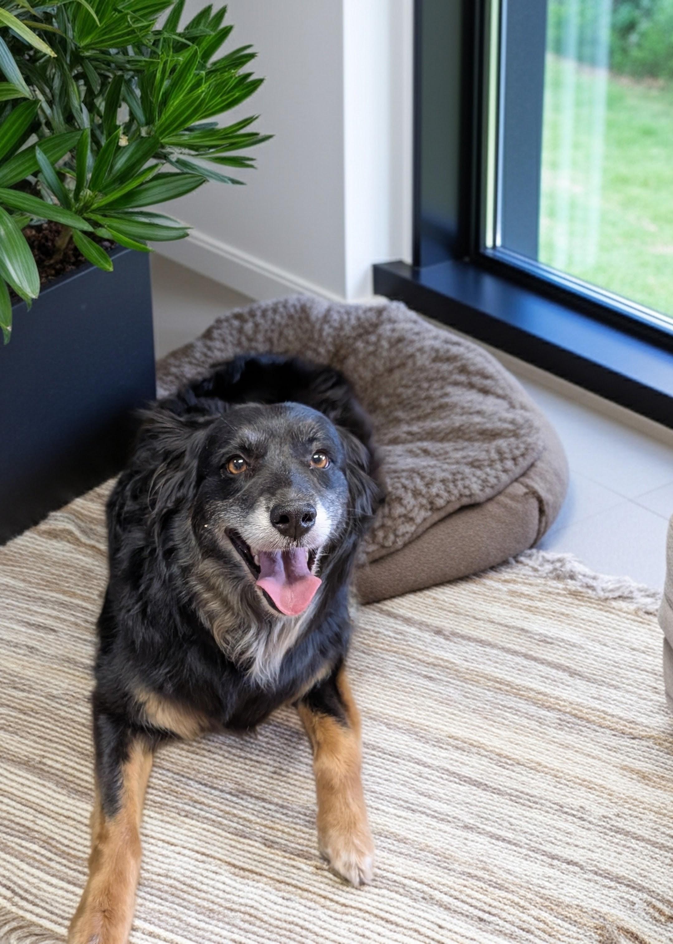Mavis, a ADOPTABLE Australian Shepherd in COEUR D ALENE, ID image 2/6
