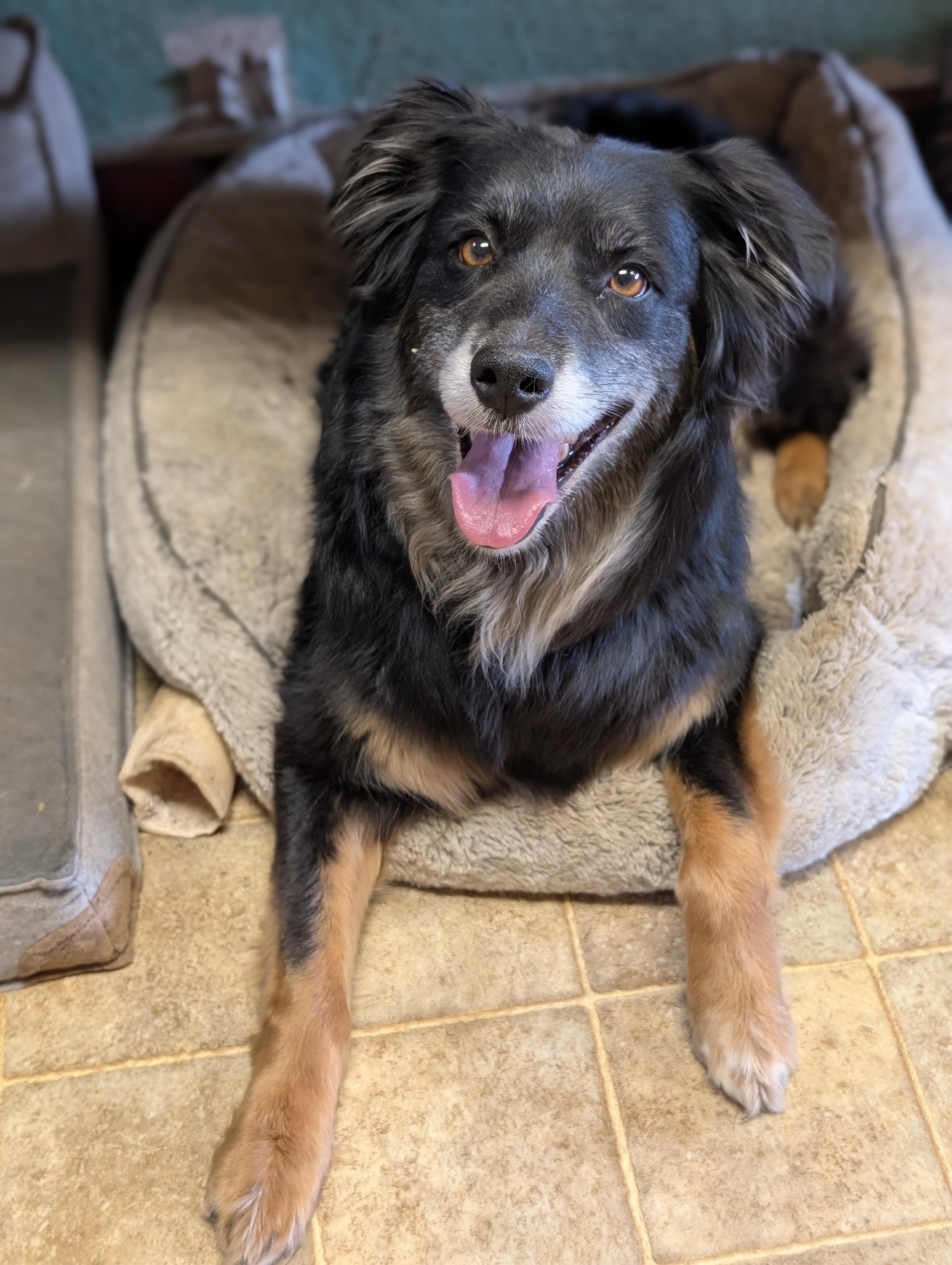 Mavis, a ADOPTABLE Australian Shepherd in COEUR D ALENE, ID image 4/6