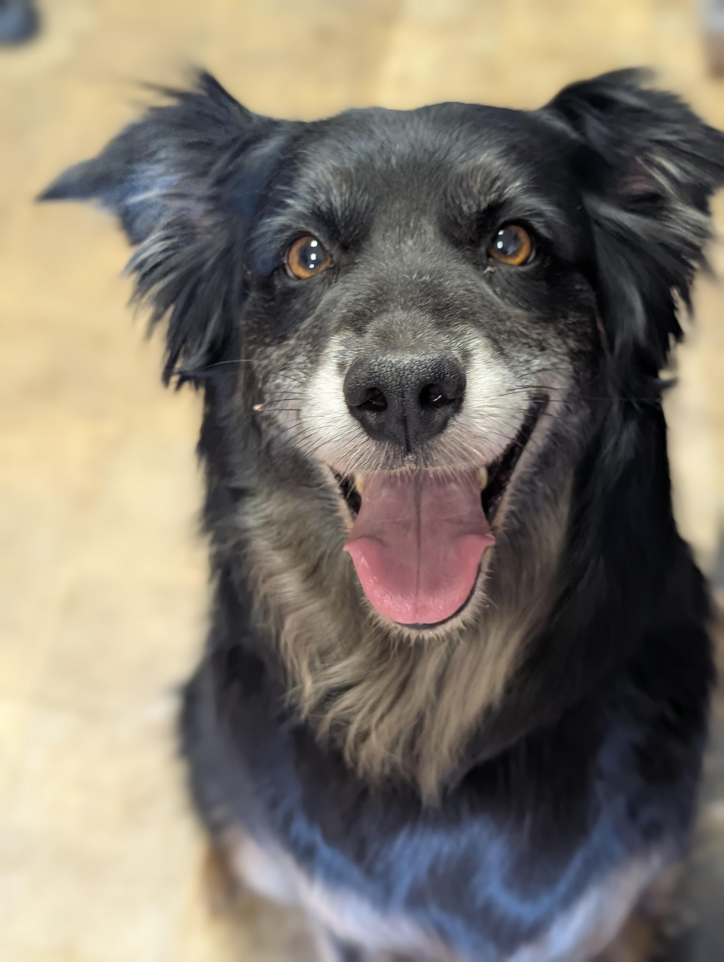 Mavis, a ADOPTABLE Australian Shepherd in COEUR D ALENE, ID image 6/6