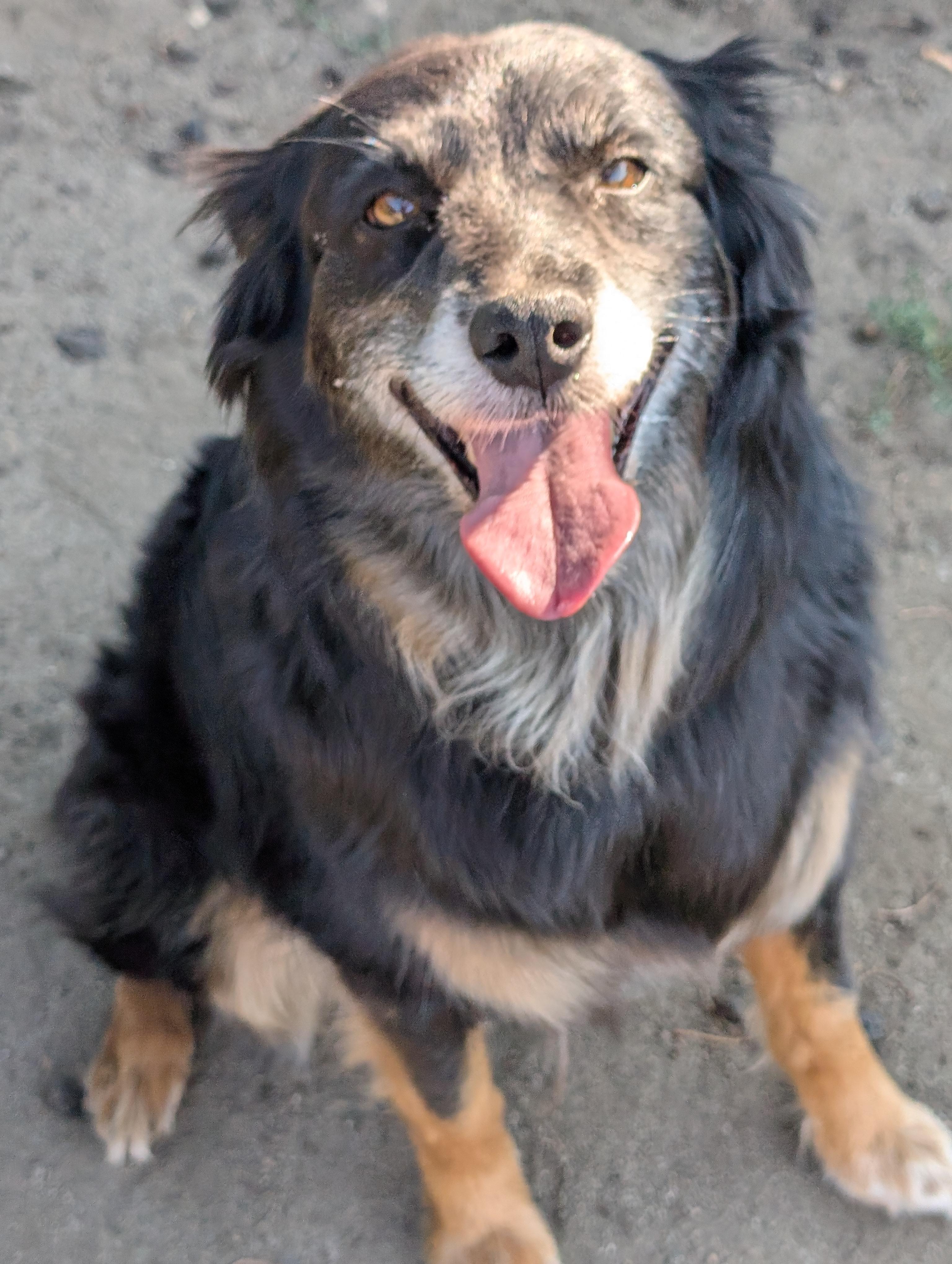Mavis, ADOPTABLE, Adult Female Australian Shepherd.