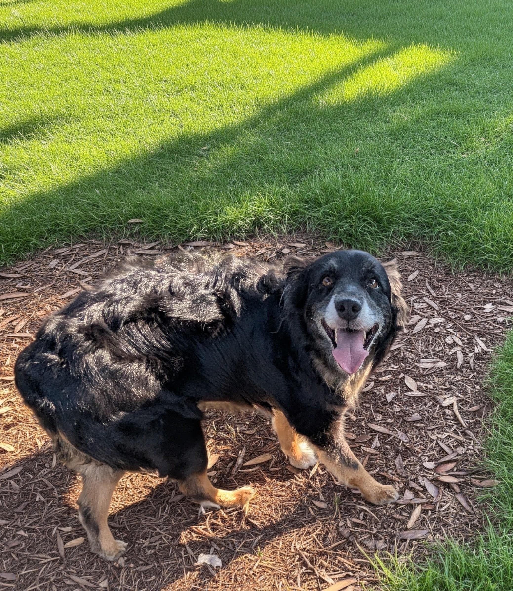 Mavis, a ADOPTABLE Australian Shepherd in COEUR D ALENE, ID image 5/6