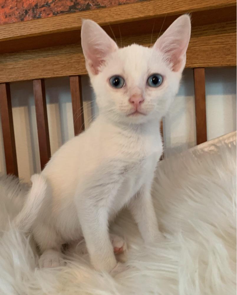 Turnip, Adoptable, Adult Male American Shorthair.