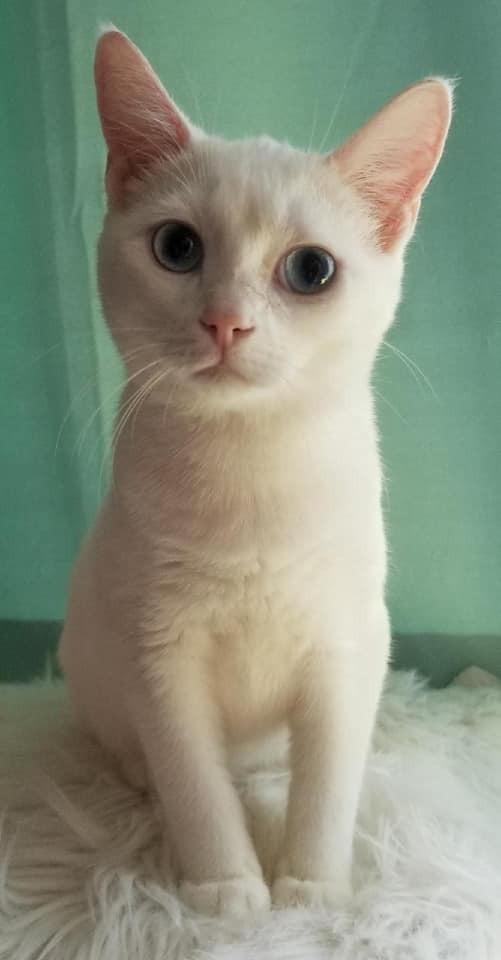 Enlarge Turnip, a Adoptable American Shorthair in Ocala, FL image 2/2