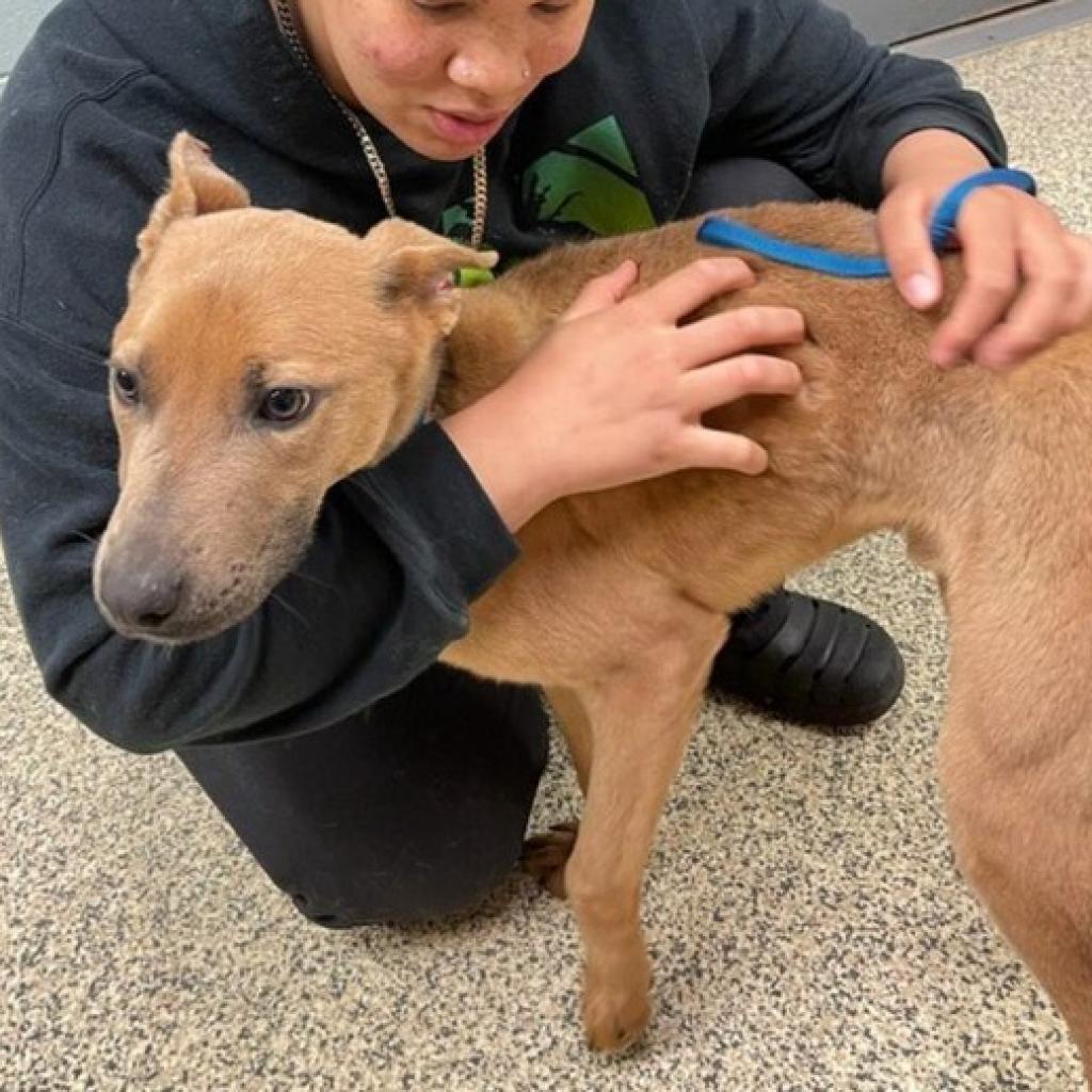 Mallard Sweeney, a Adoptable mixed breed in Peachtree City, GA image 1/3