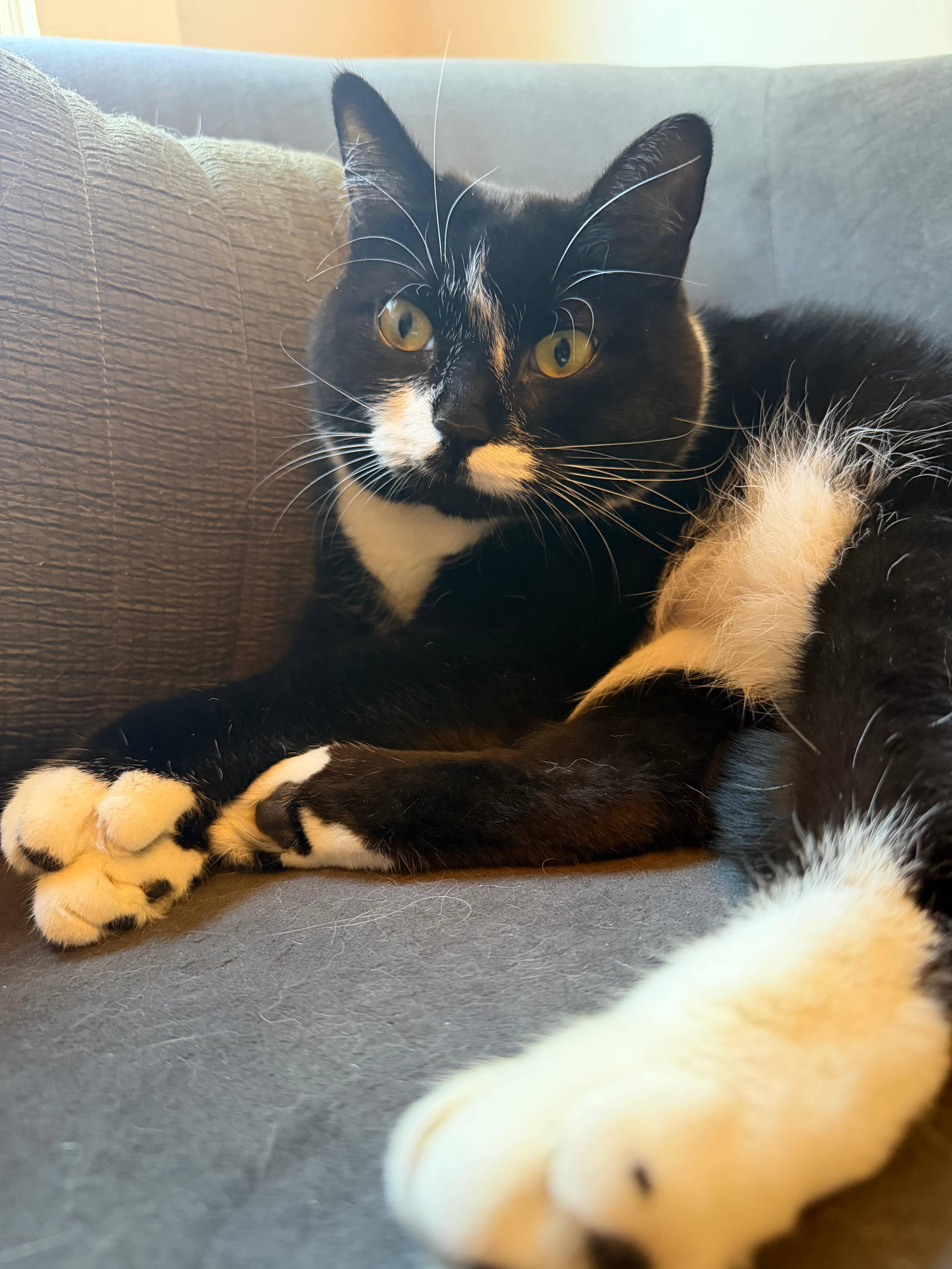 Enlarge Maggie, a Adoptable Domestic Short Hair in Melrose, MA image 4/6