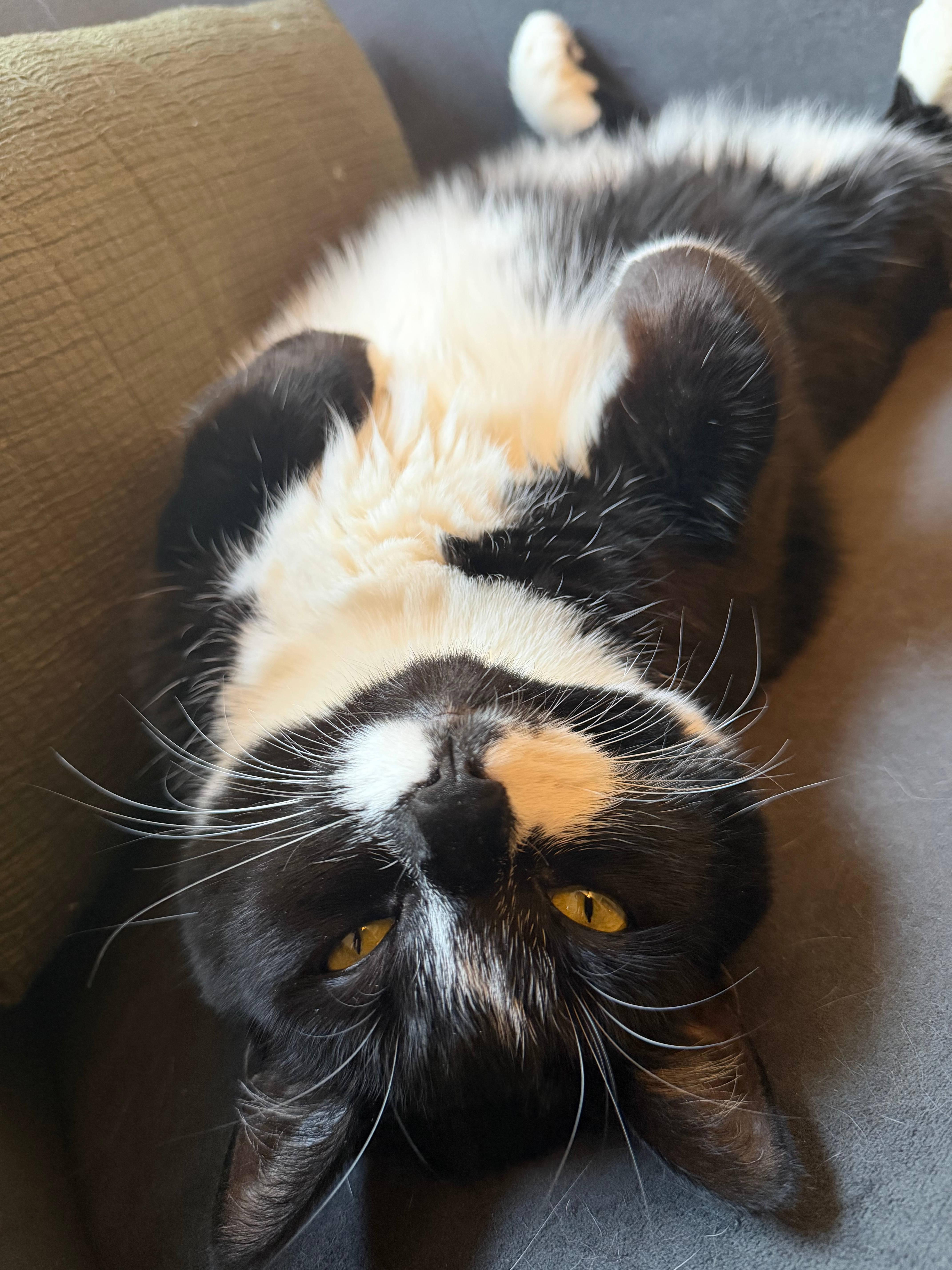 Enlarge Maggie, a Adoptable Domestic Short Hair in Melrose, MA image 3/6