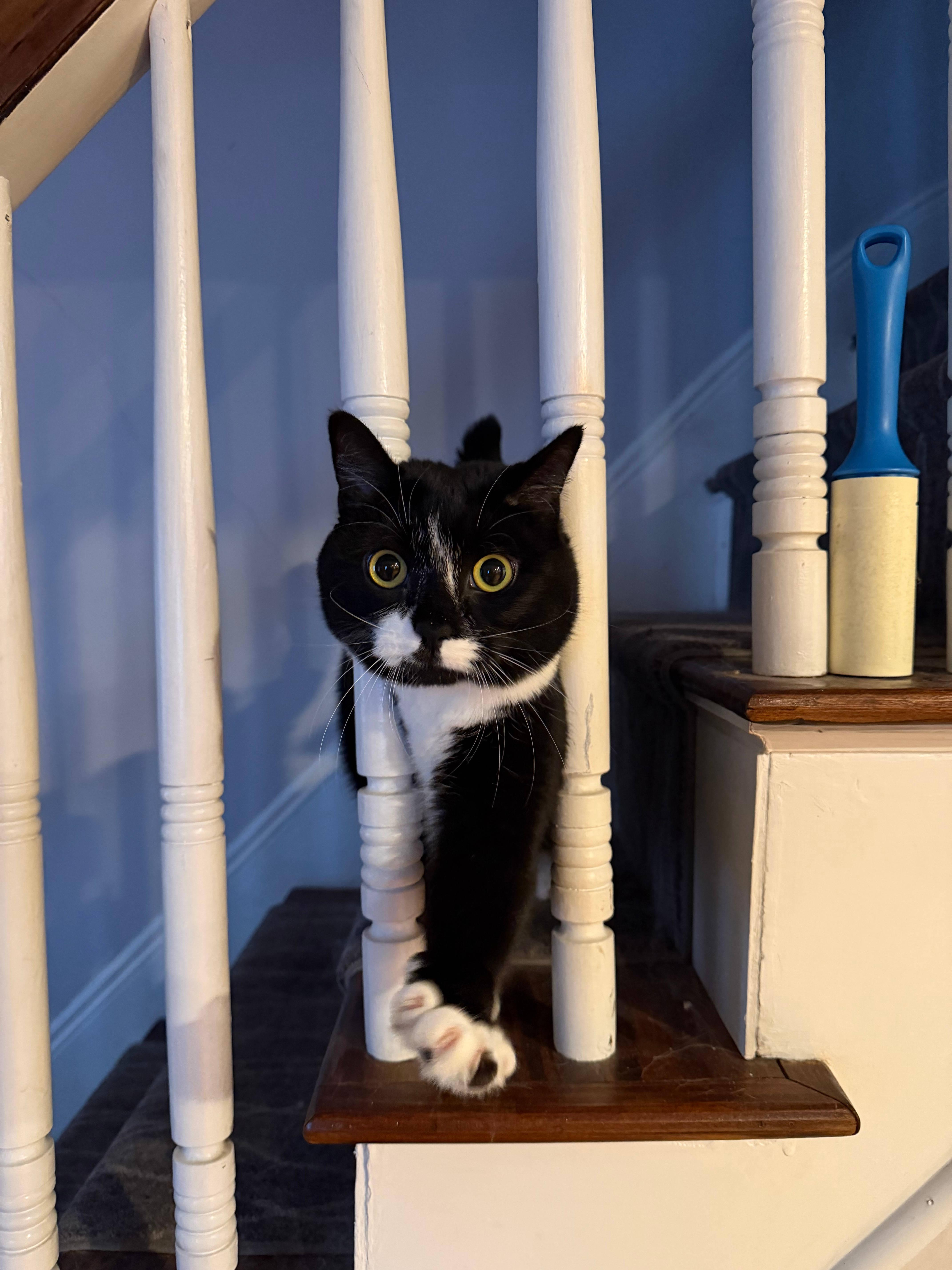 Maggie, Adoptable, Adult Female Domestic Short Hair.
