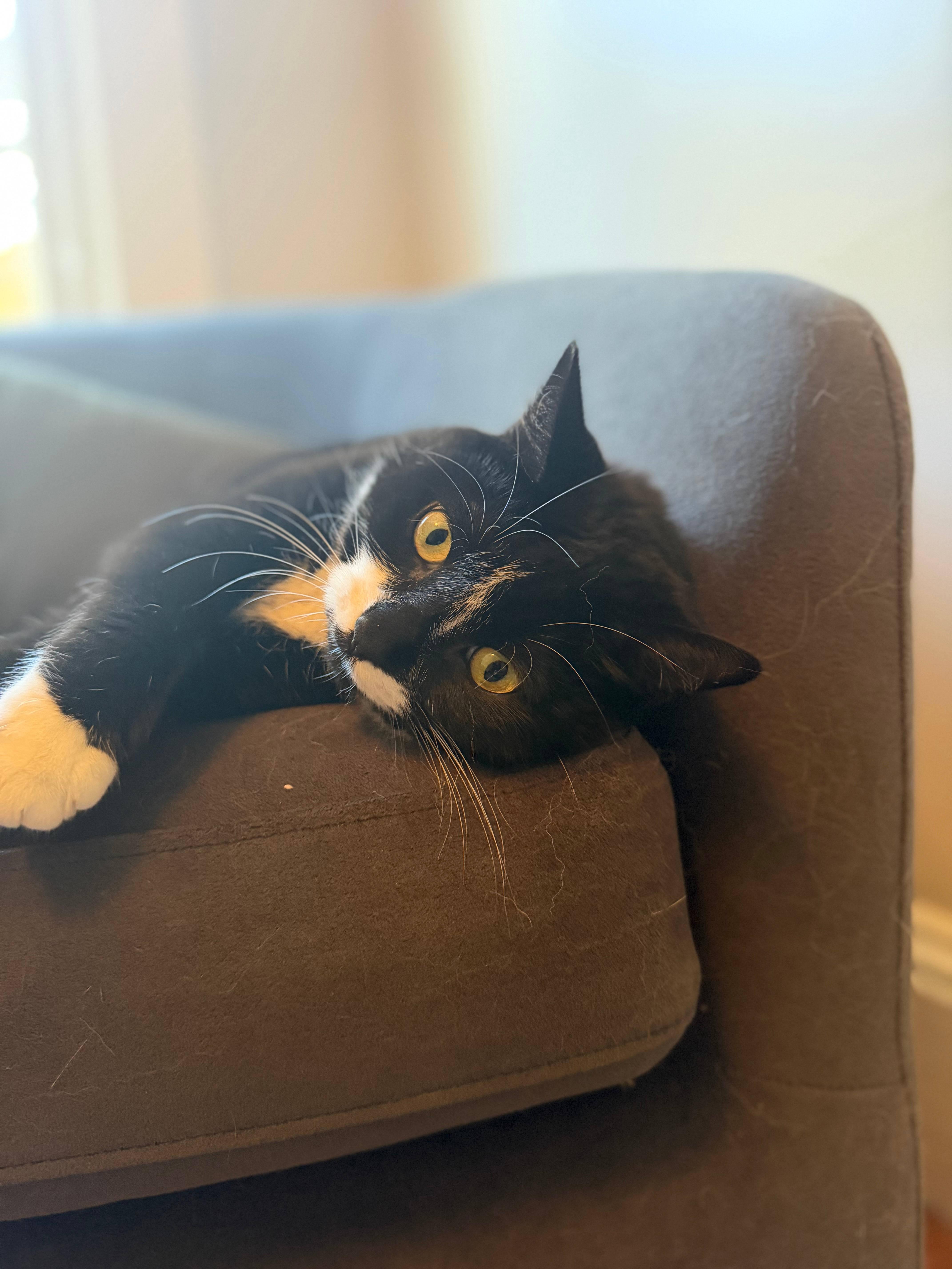 Enlarge Maggie, a Adoptable Domestic Short Hair in Melrose, MA image 2/6