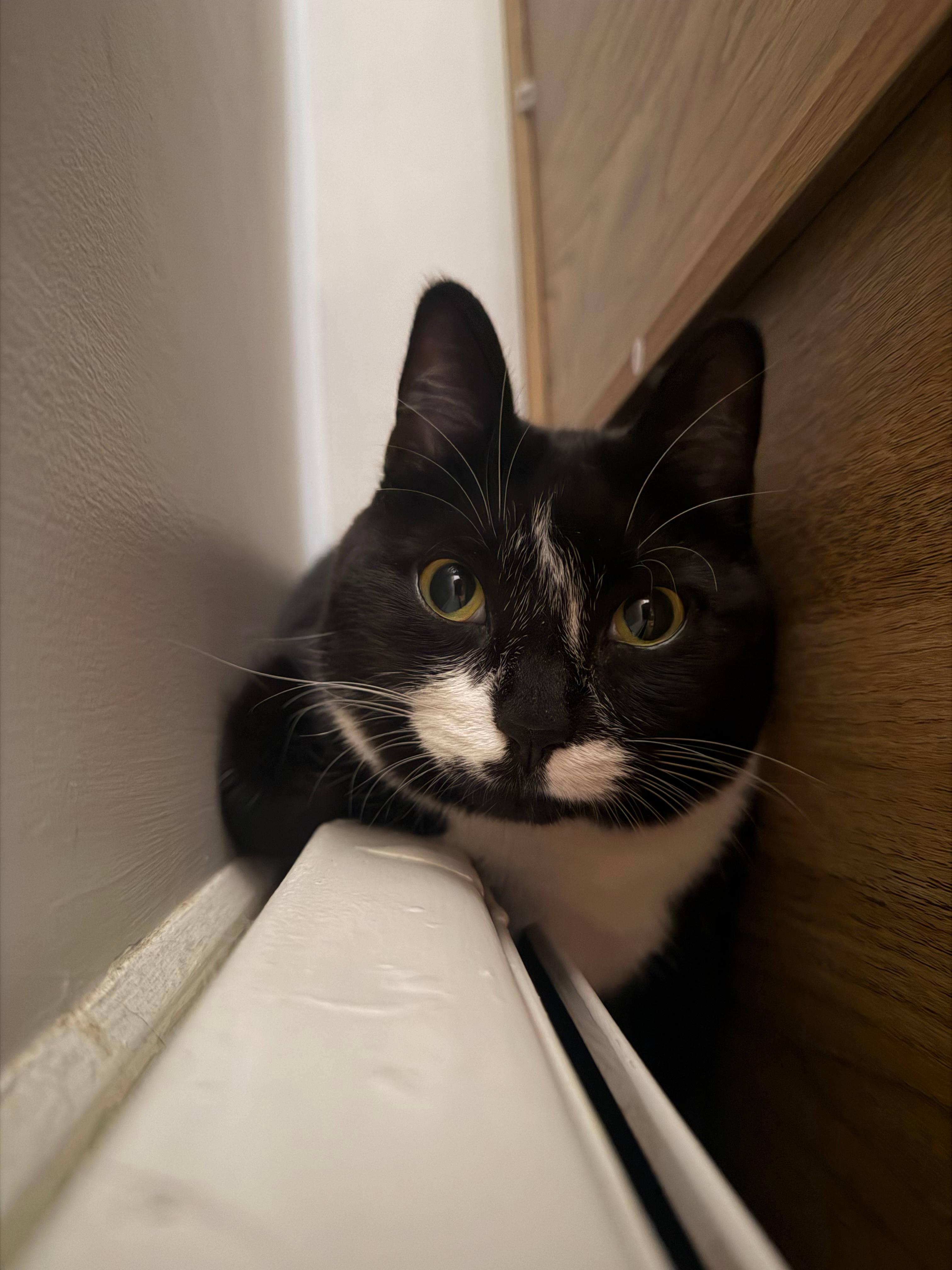Enlarge Maggie, a Adoptable Domestic Short Hair in Melrose, MA image 5/6