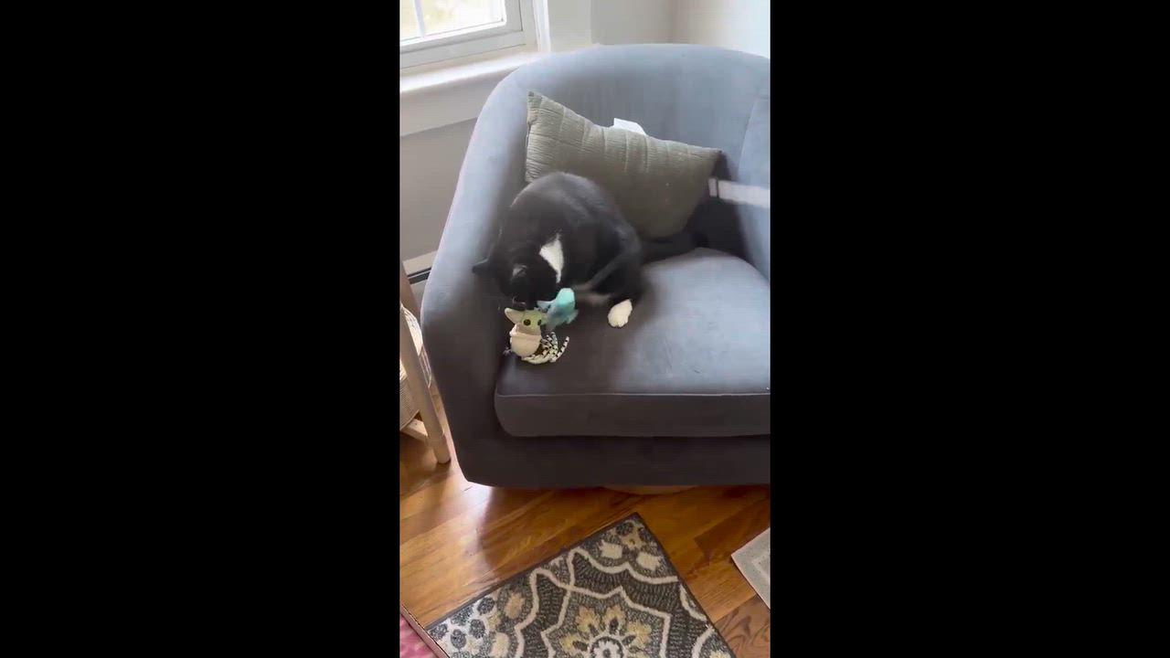 Enlarge Maggie, a Adoptable Domestic Short Hair in Melrose, MA video 6/6