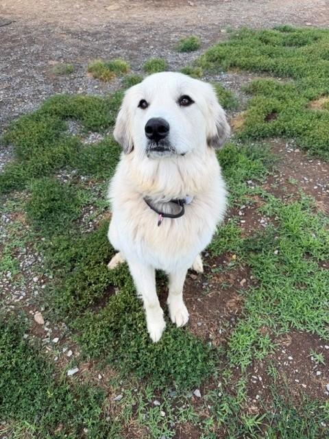Nova, an adopted Great Pyrenees in Augusta, WV image 2/3