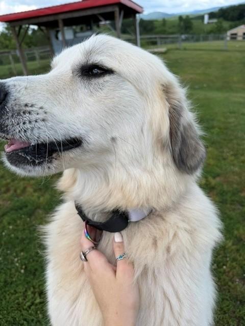 Nova, adopted, Young Female Great Pyrenees.