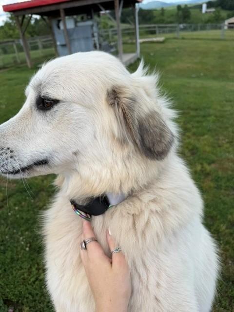 Nova, an adopted Great Pyrenees in Augusta, WV image 3/3