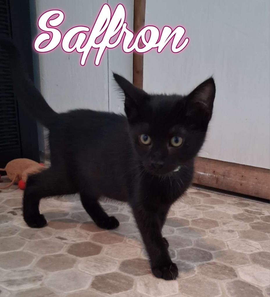 Saffron, a Adoptable Domestic Short Hair in Hillsboro, OH image 1/4