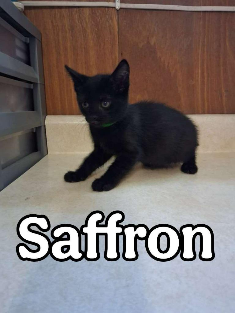 Saffron, a Adoptable Domestic Short Hair in Hillsboro, OH image 2/4
