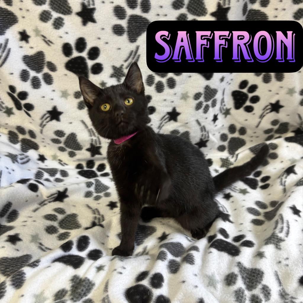 Saffron, a Adoptable Domestic Short Hair in Hillsboro, OH image 3/5