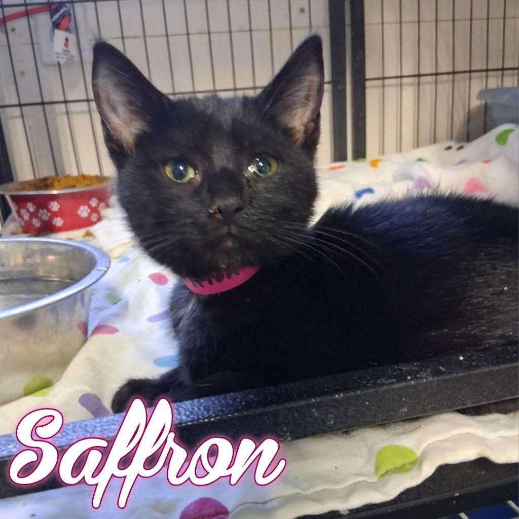 Saffron, a Adoptable Domestic Short Hair in Hillsboro, OH image 3/4