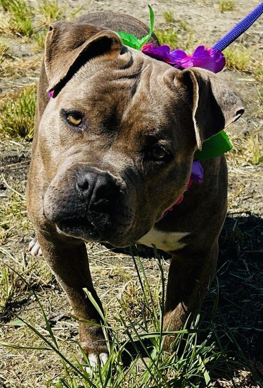 Enlarge Patti, an adopted mixed breed in Colusa, CA image 4/4