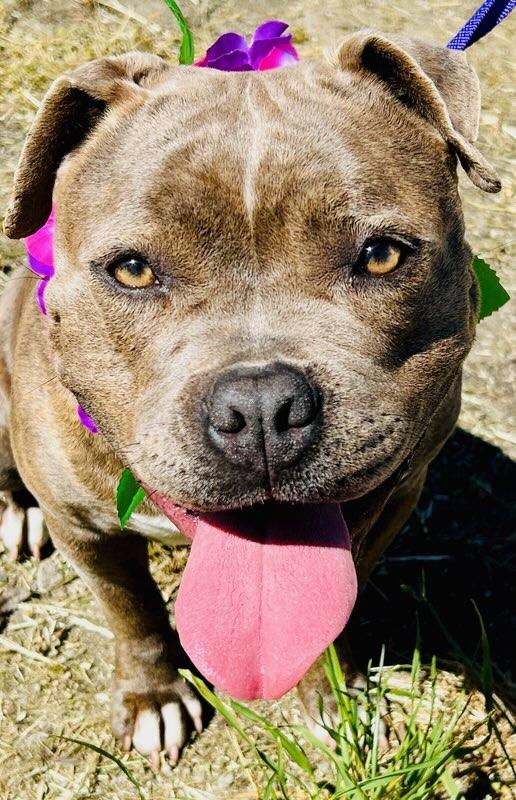 Enlarge Patti, an adopted mixed breed in Colusa, CA image 2/4