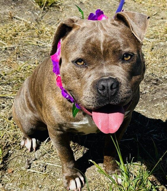 Patti, adopted, Young Female American Bully.