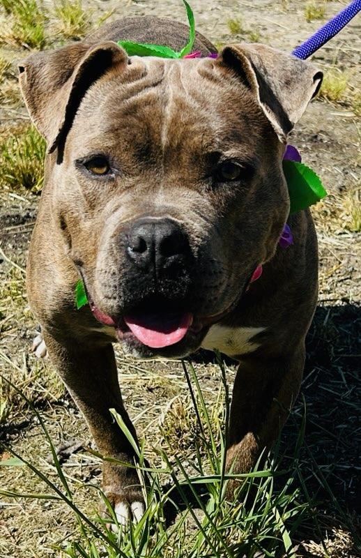 Enlarge Patti, an adopted mixed breed in Colusa, CA image 3/4