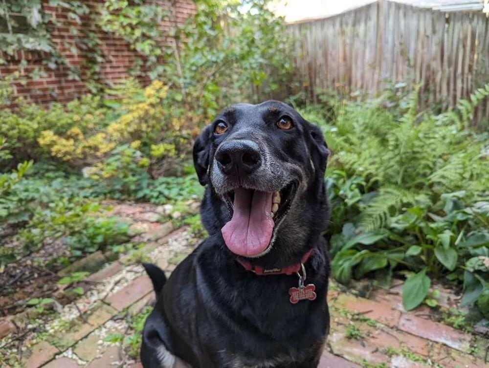 Enlarge Lucy, a Adoptable mixed breed in Washington, DC image 1/6