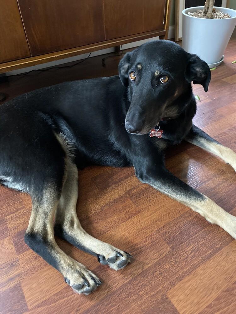 Enlarge Lucy, a Adoptable mixed breed in Washington, DC image 2/6