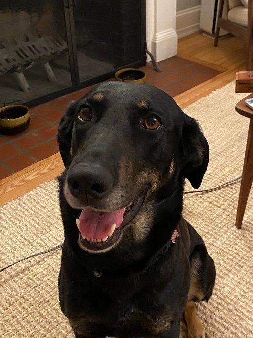 Enlarge Lucy, a Adoptable mixed breed in Washington, DC image 4/6