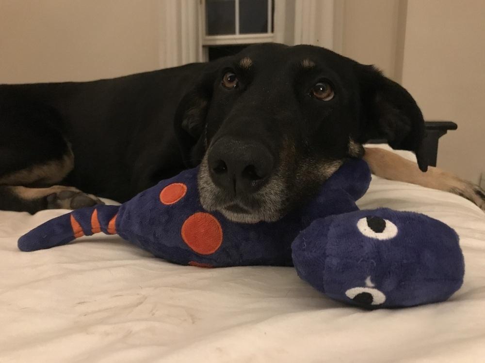 Enlarge Lucy, a Adoptable mixed breed in Washington, DC image 5/6