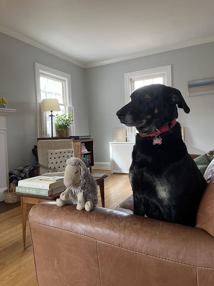 Enlarge Lucy, a Adoptable mixed breed in Washington, DC image 6/6