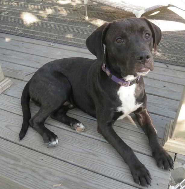 Enlarge Ace - Sponsored Reduced Adoption Fee, a Adoptable mixed breed in Crown Point, IN image 4/6