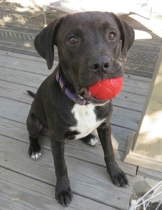 Ace - Sponsored Reduced Adoption Fee, Adoptable, Puppy Male Labrador Retriever & Boxer.