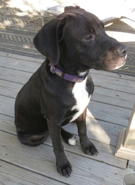 Enlarge Ace - Sponsored Reduced Adoption Fee, a Adoptable mixed breed in Crown Point, IN image 5/6